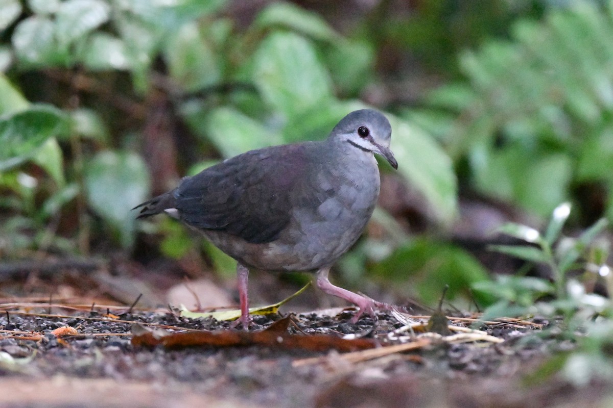 Purplish-backed Quail-Dove - ML628502870