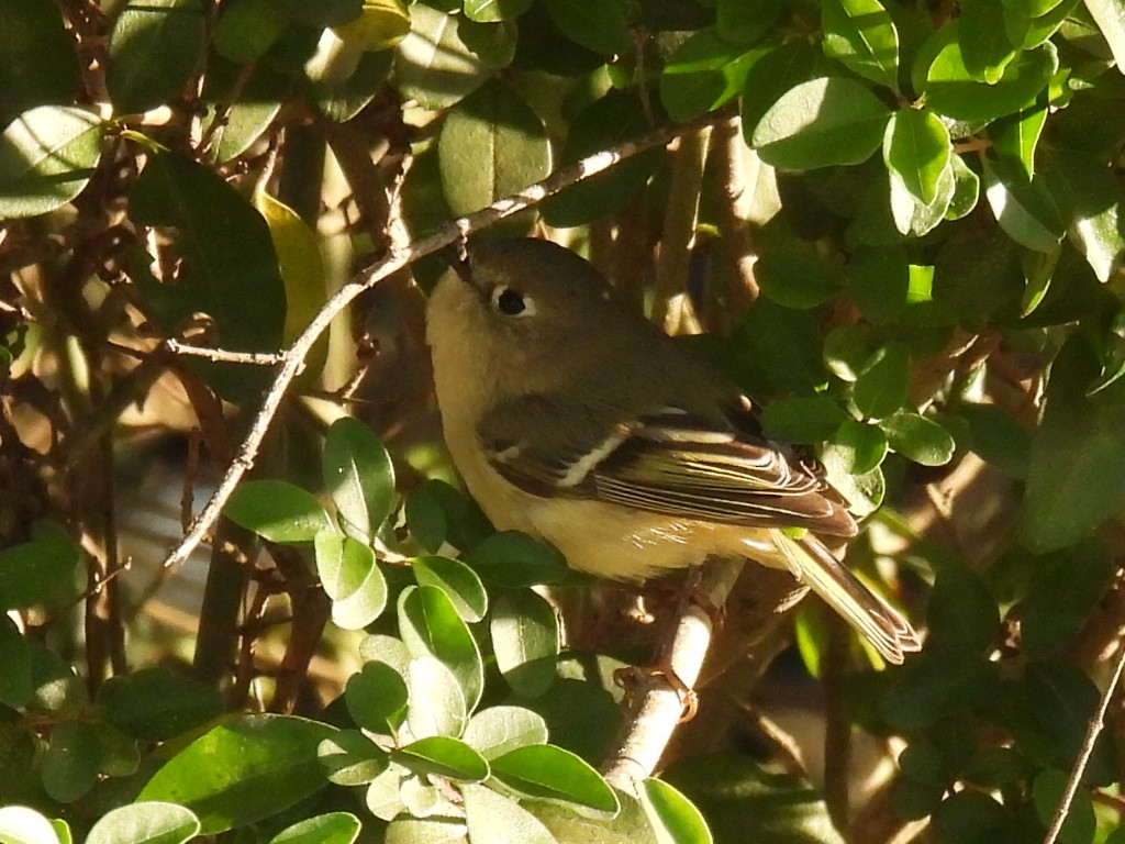 Ruby-crowned Kinglet - ML628502935