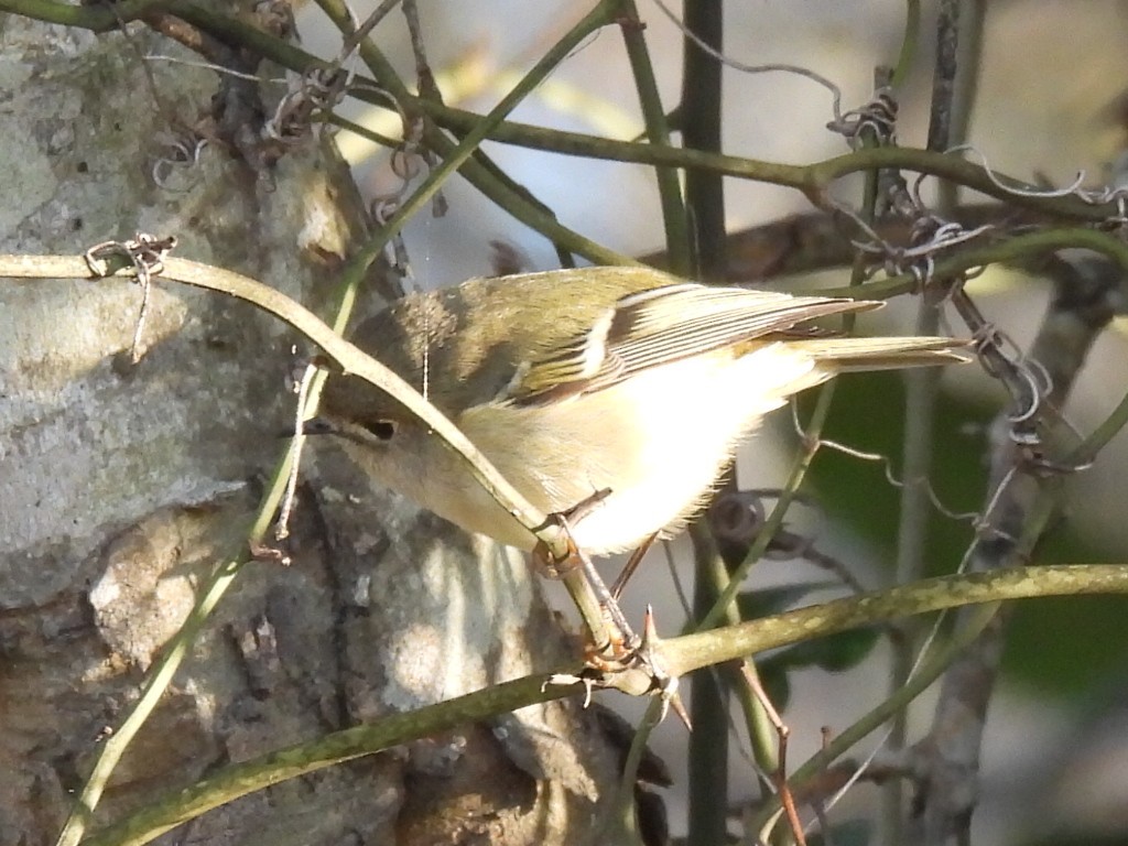 Ruby-crowned Kinglet - ML628502939