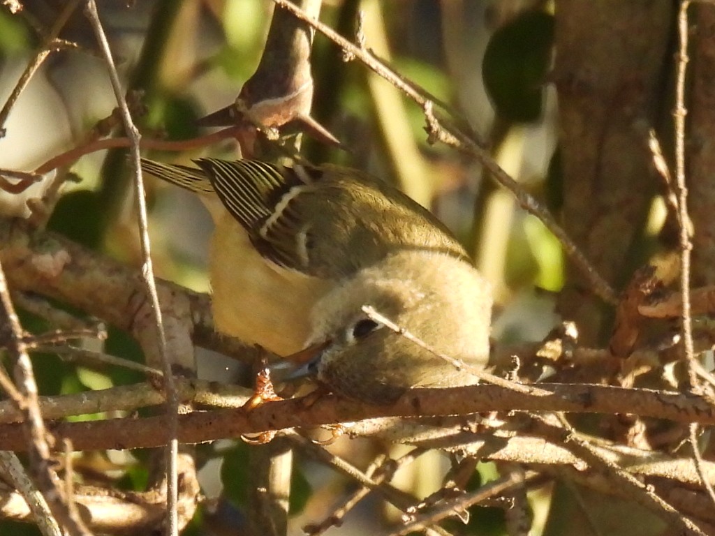 Ruby-crowned Kinglet - ML628502942