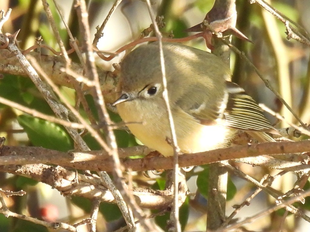 Ruby-crowned Kinglet - ML628502945