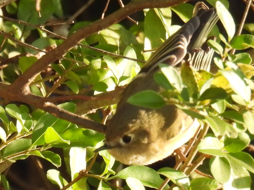 Ruby-crowned Kinglet - ML628502950