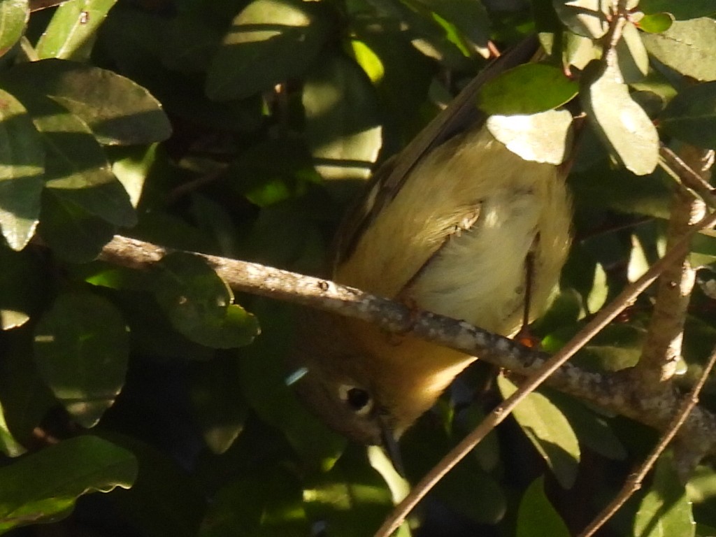 Ruby-crowned Kinglet - ML628502952