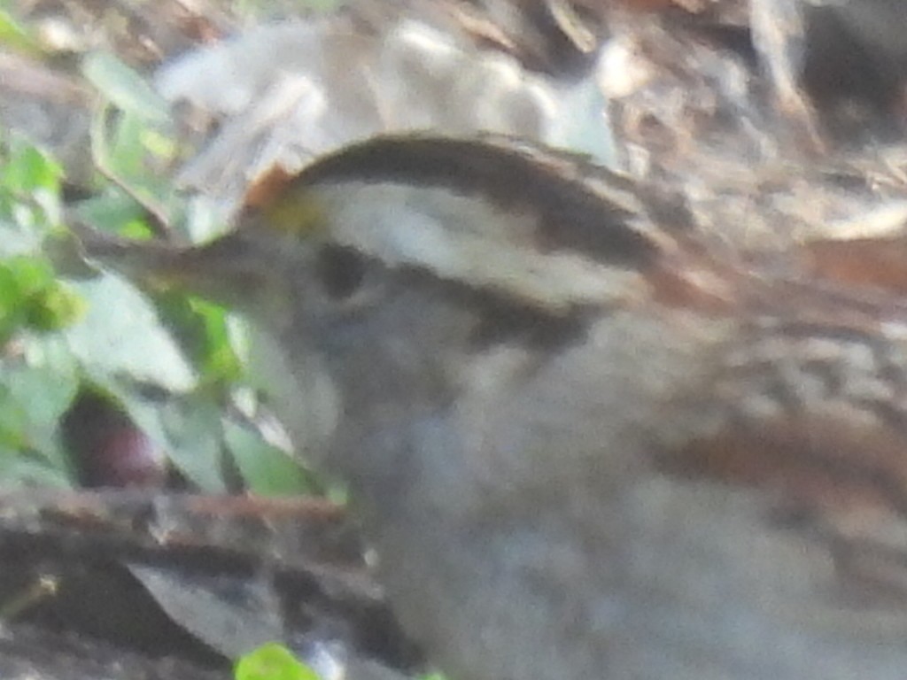 White-throated Sparrow - ML628503146