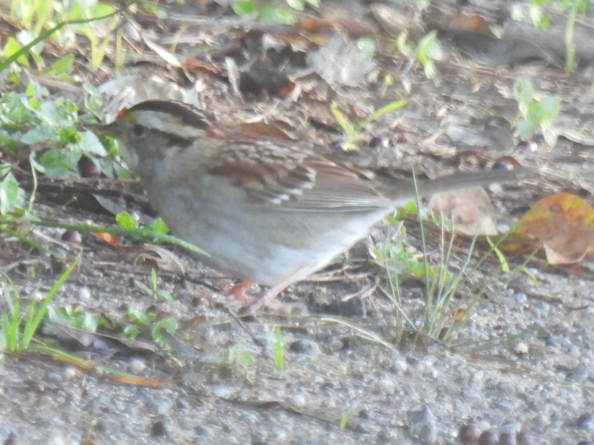 White-throated Sparrow - ML628503149