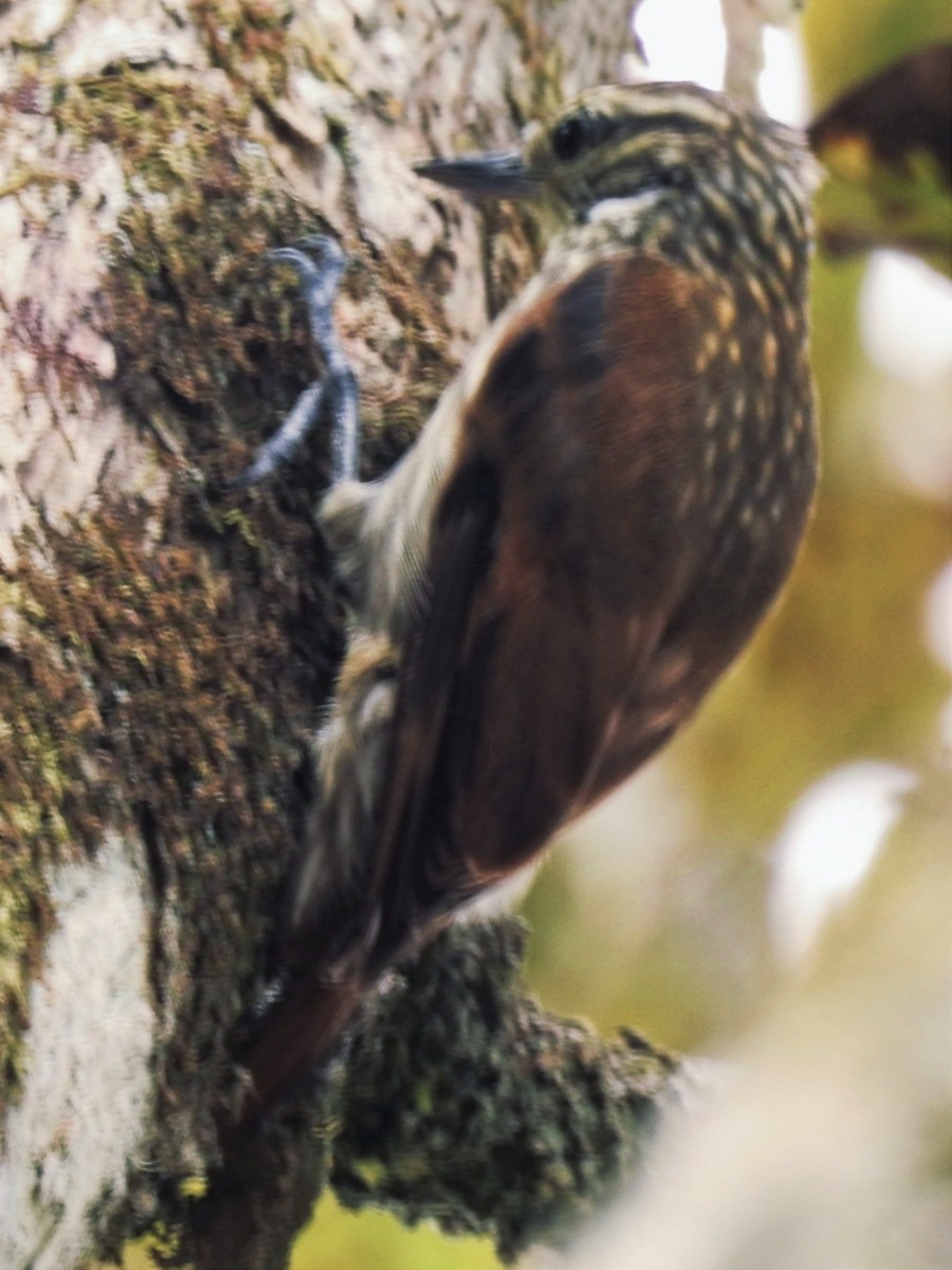 Slender-billed Xenops - ML628503241