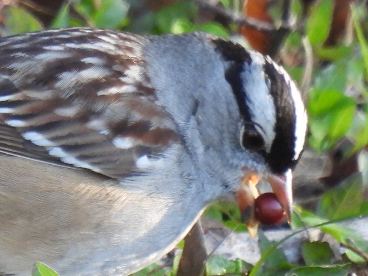 White-crowned Sparrow - ML628503266