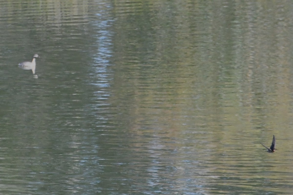 Hoary-headed Grebe - ML628503268