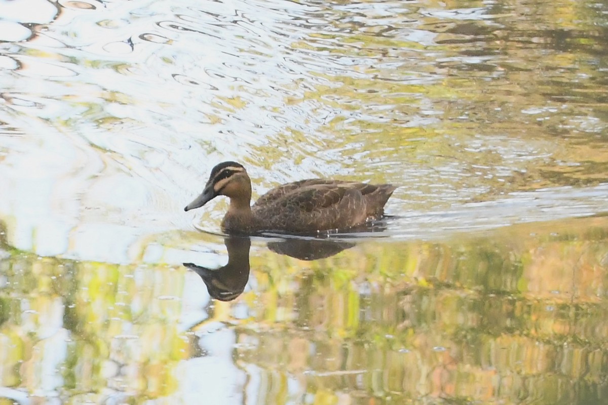 Pacific Black Duck - ML628503274