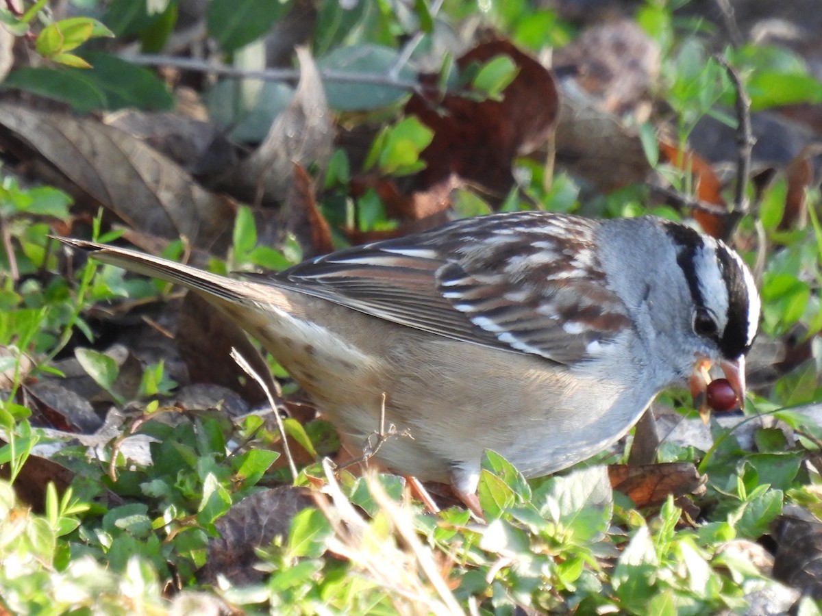White-crowned Sparrow - ML628503279