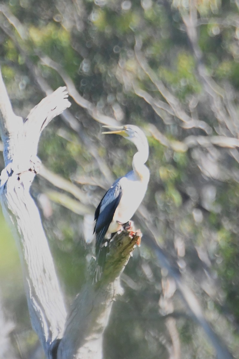Australasian Darter - ML628503280