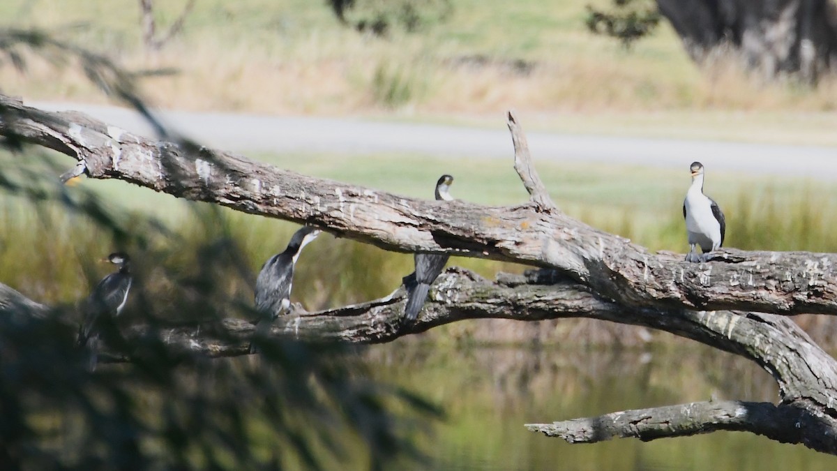 Little Pied Cormorant - ML628503286