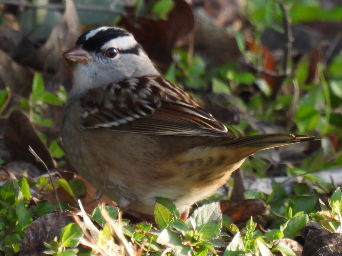 White-crowned Sparrow - ML628503294