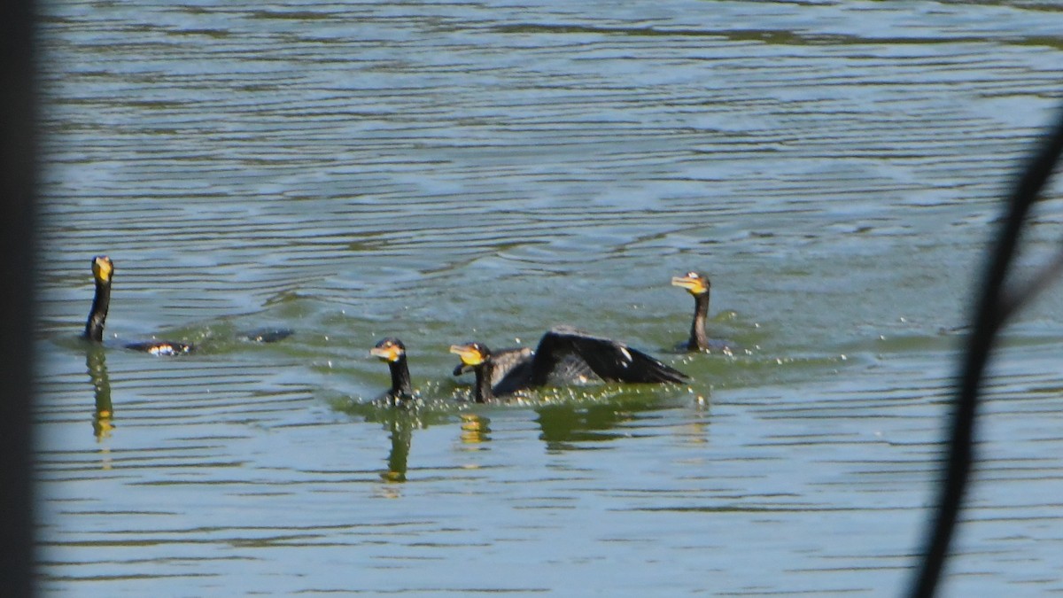 Great Cormorant - ML628503309