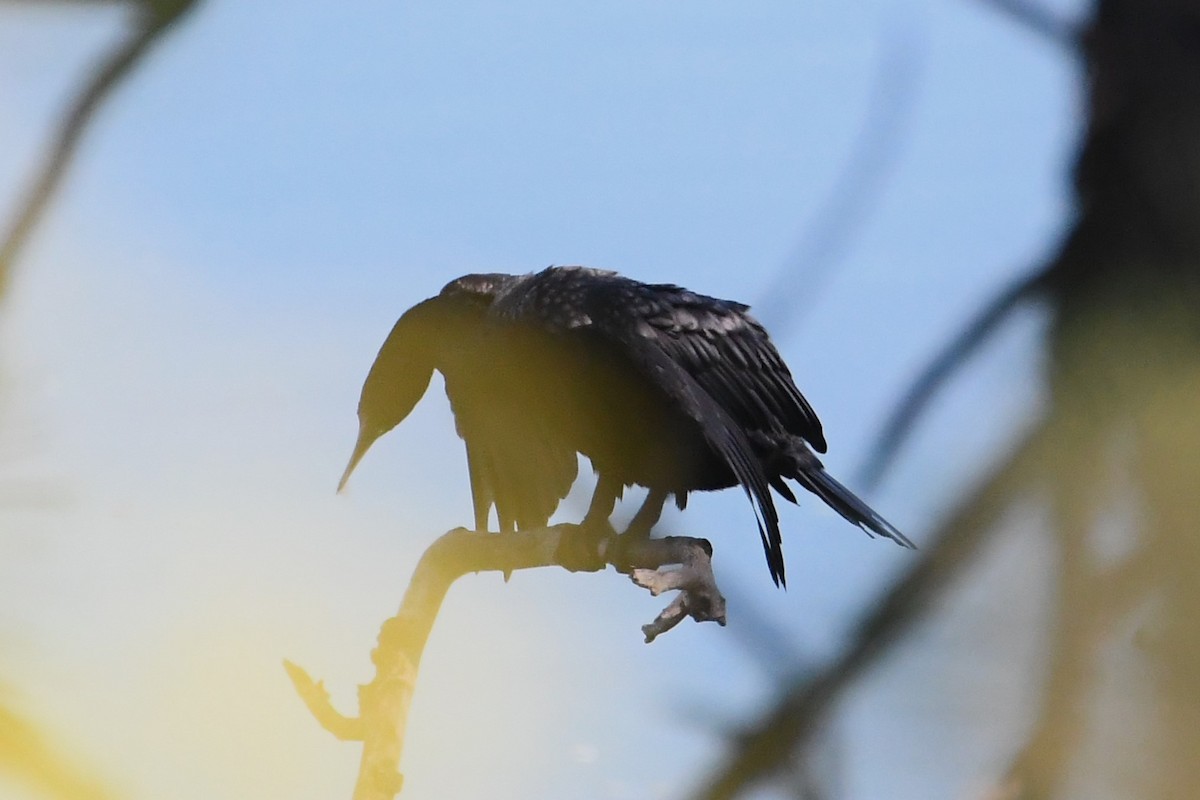 Little Black Cormorant - ML628503332