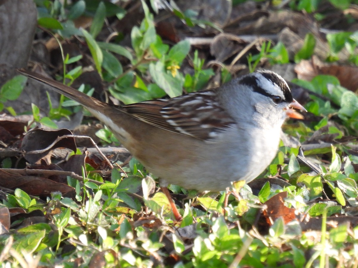 White-crowned Sparrow - ML628503335