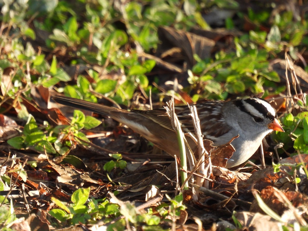White-crowned Sparrow - ML628503352
