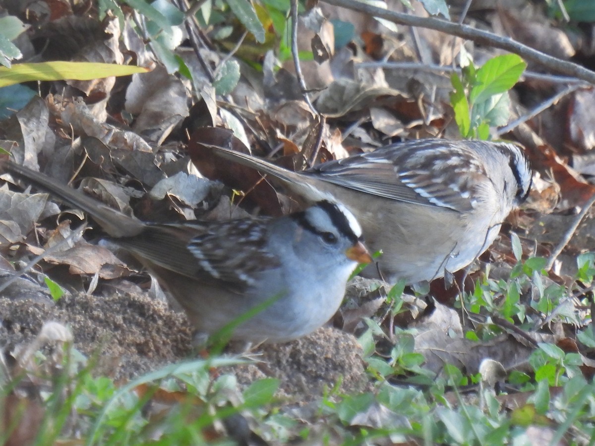 White-crowned Sparrow - ML628503373