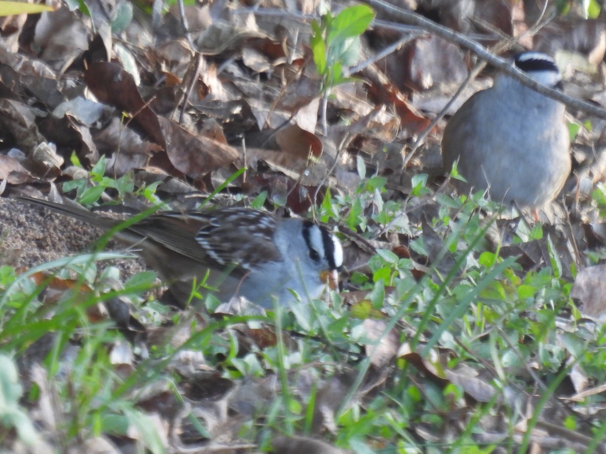 White-crowned Sparrow - ML628503396