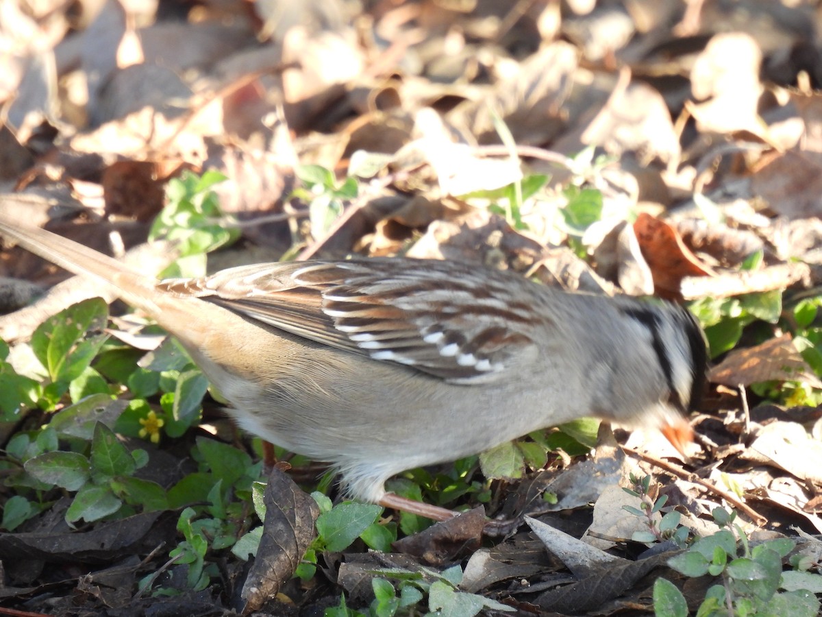 White-crowned Sparrow - ML628503425