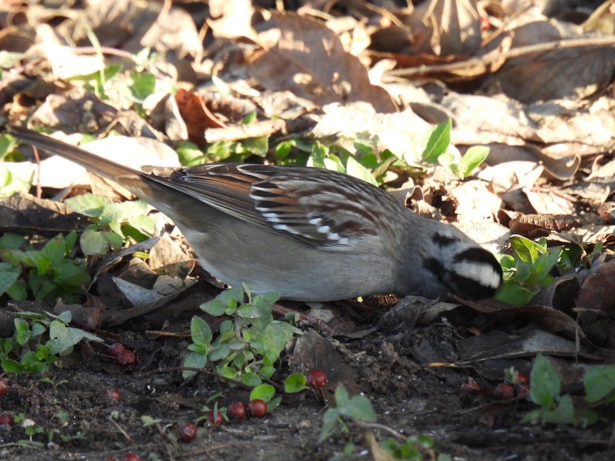 White-crowned Sparrow - ML628503435
