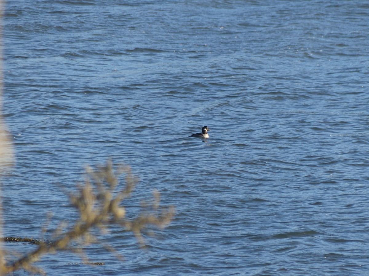 Bufflehead - ML628503458