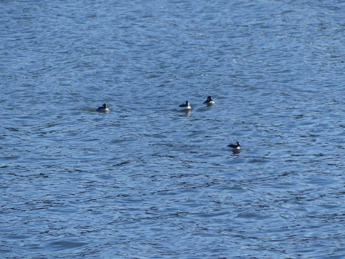 Bufflehead - ML628503459