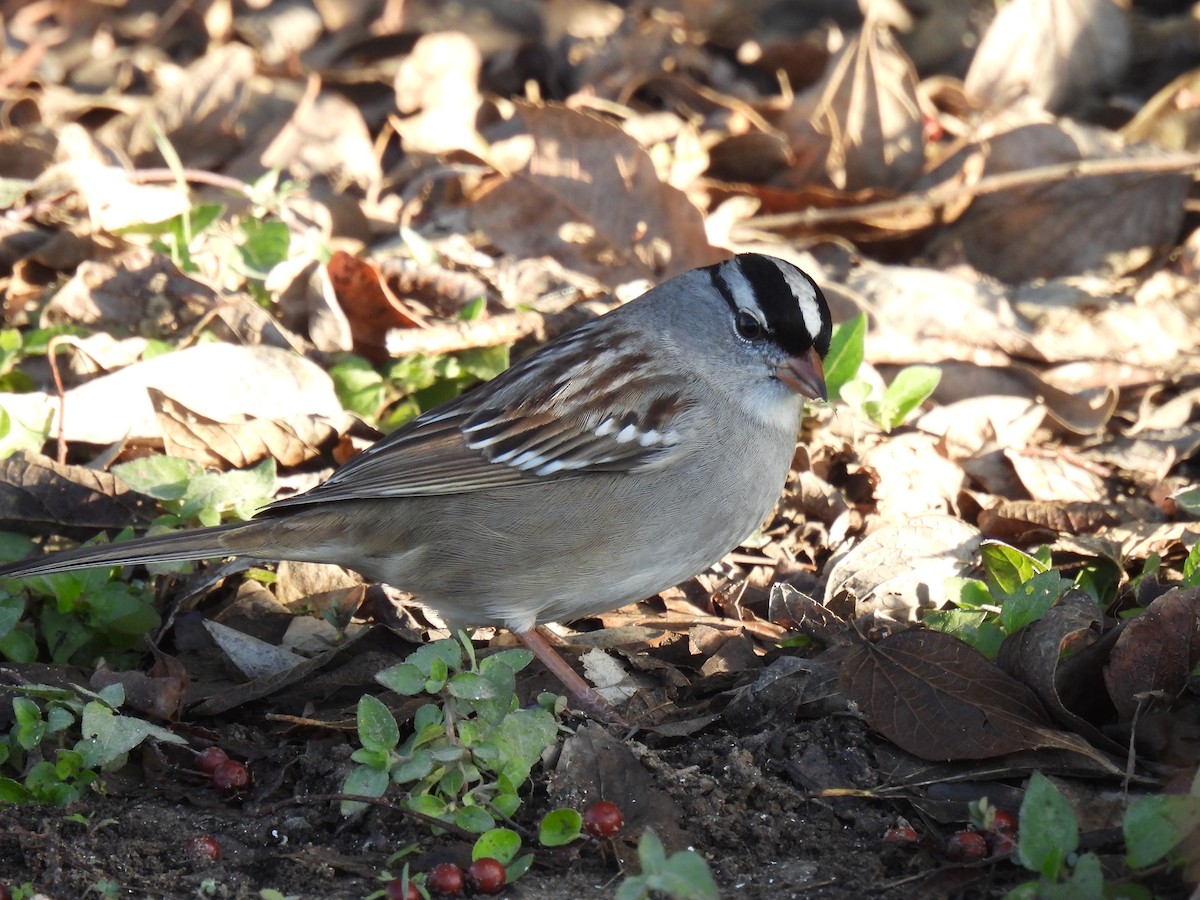 White-crowned Sparrow - ML628503461