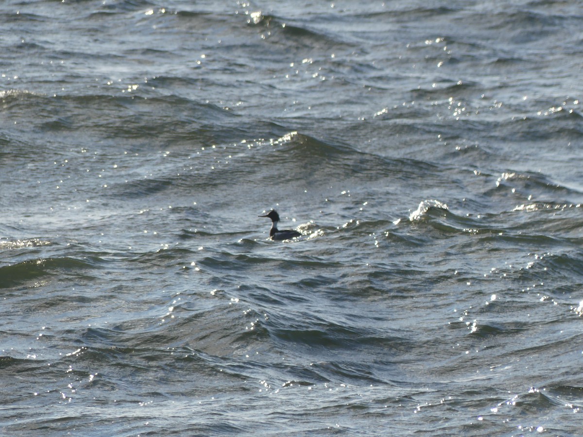 Red-breasted Merganser - ML628503467