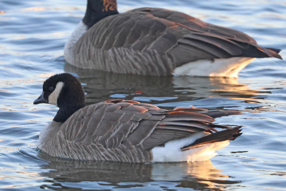 Cackling Goose - ML628503510