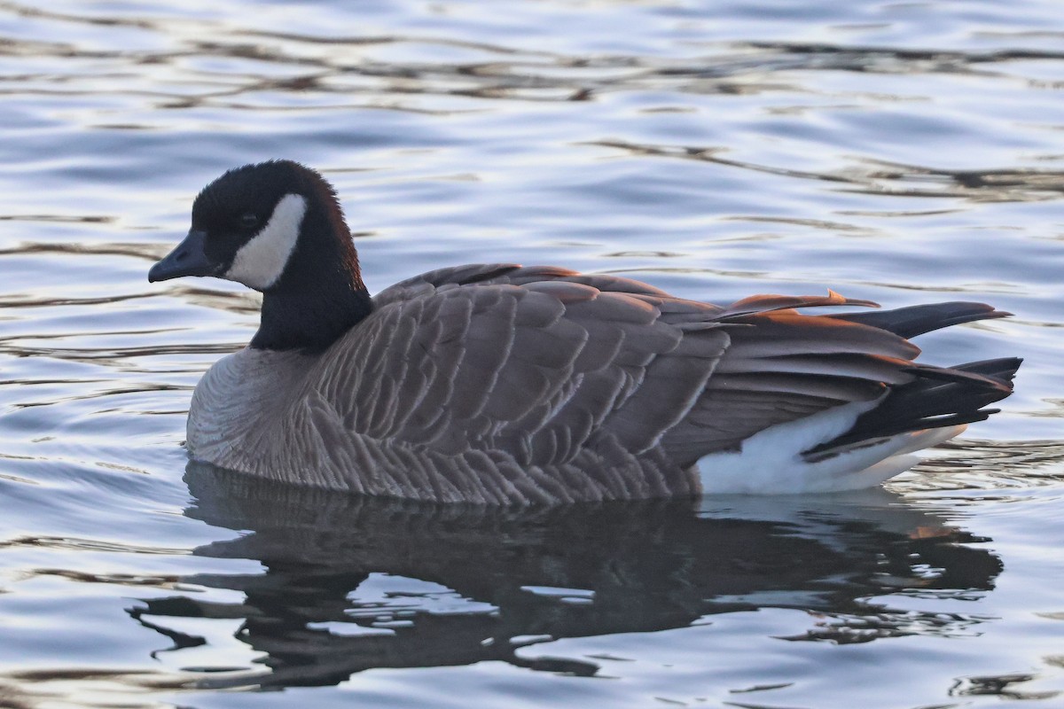Cackling Goose - ML628503511