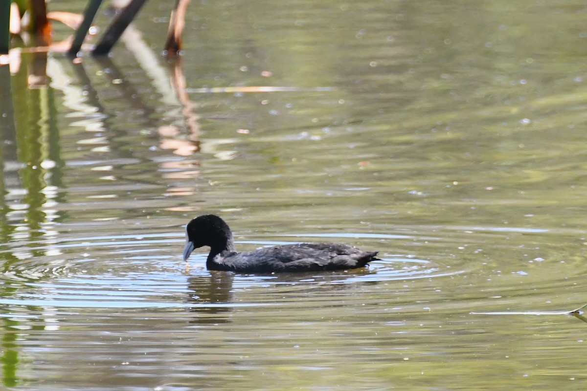 Eurasian Coot - ML628503579