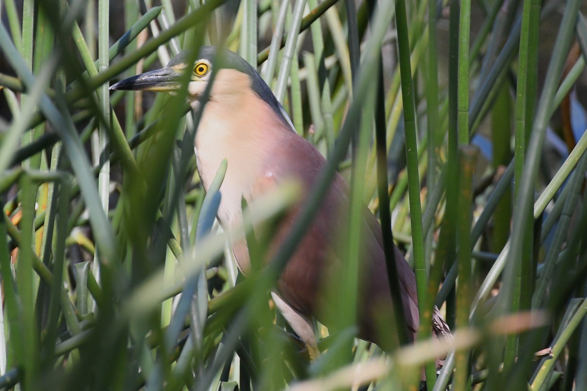 Nankeen Night Heron - ML628503582