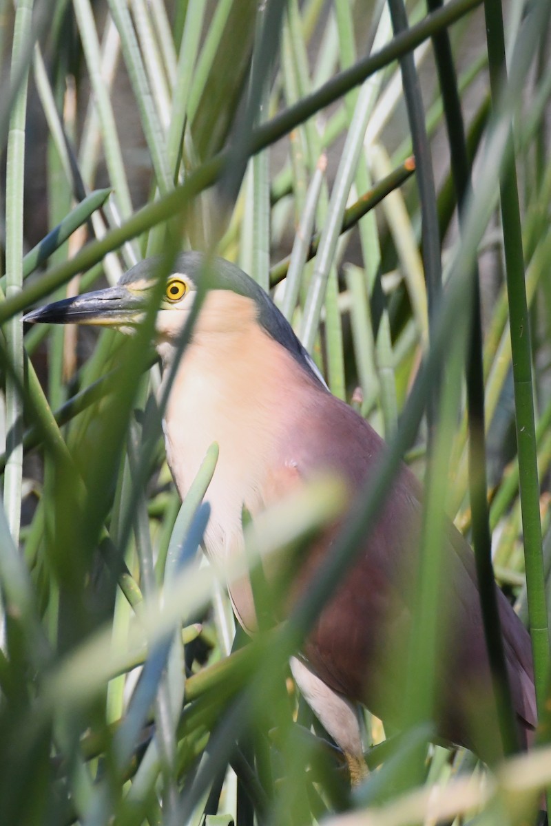 Nankeen Night Heron - ML628503585