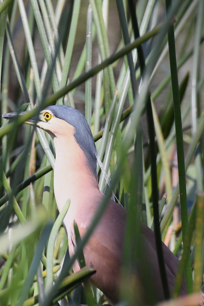 Nankeen Night Heron - ML628503589
