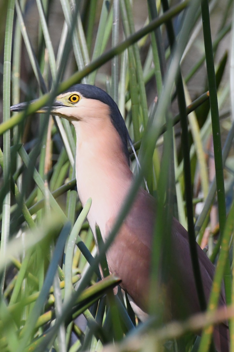 Nankeen Night Heron - ML628503591