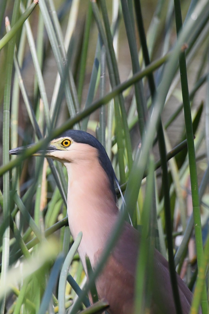 Nankeen Night Heron - ML628503593