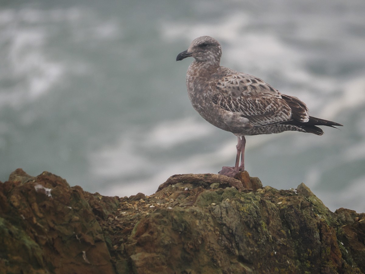 Western Gull - ML628503598