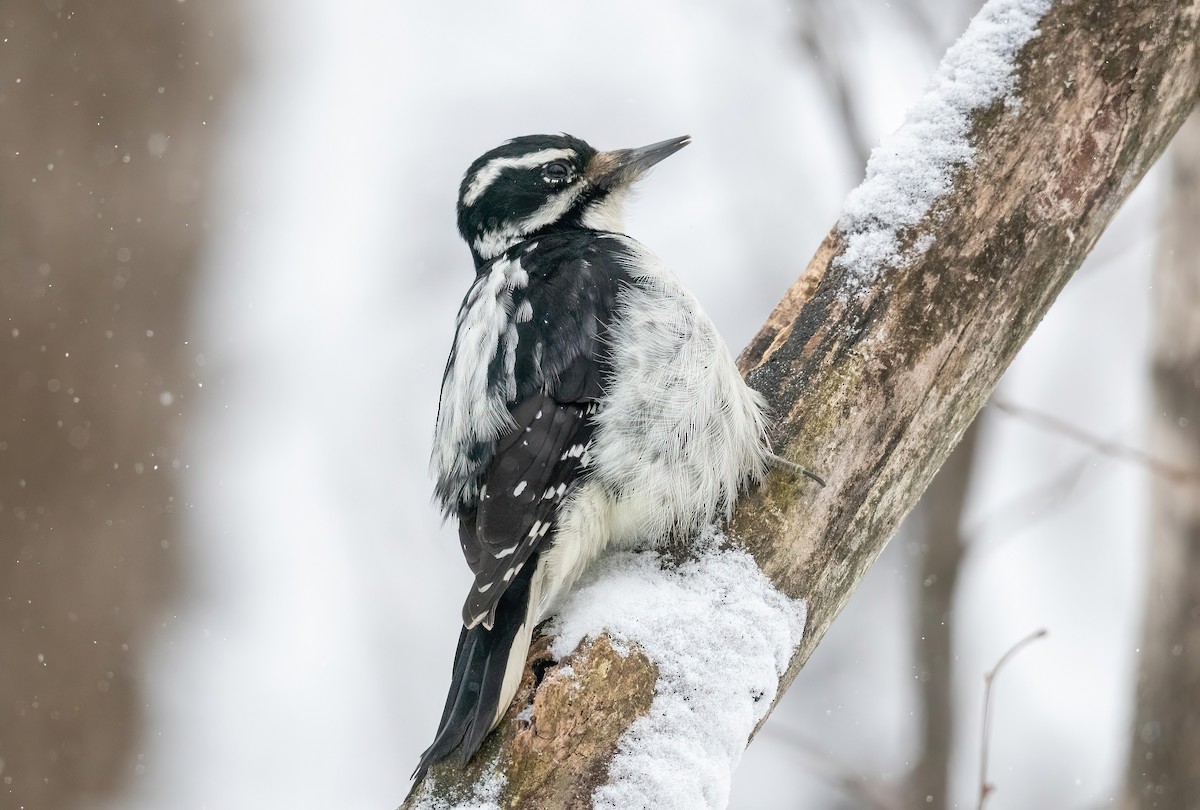 Hairy Woodpecker - ML628503679