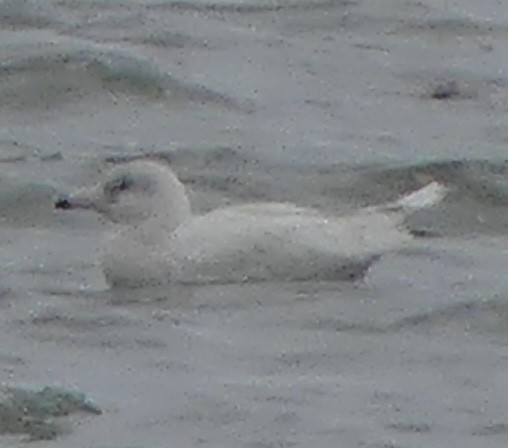 Glaucous Gull - ML628503691