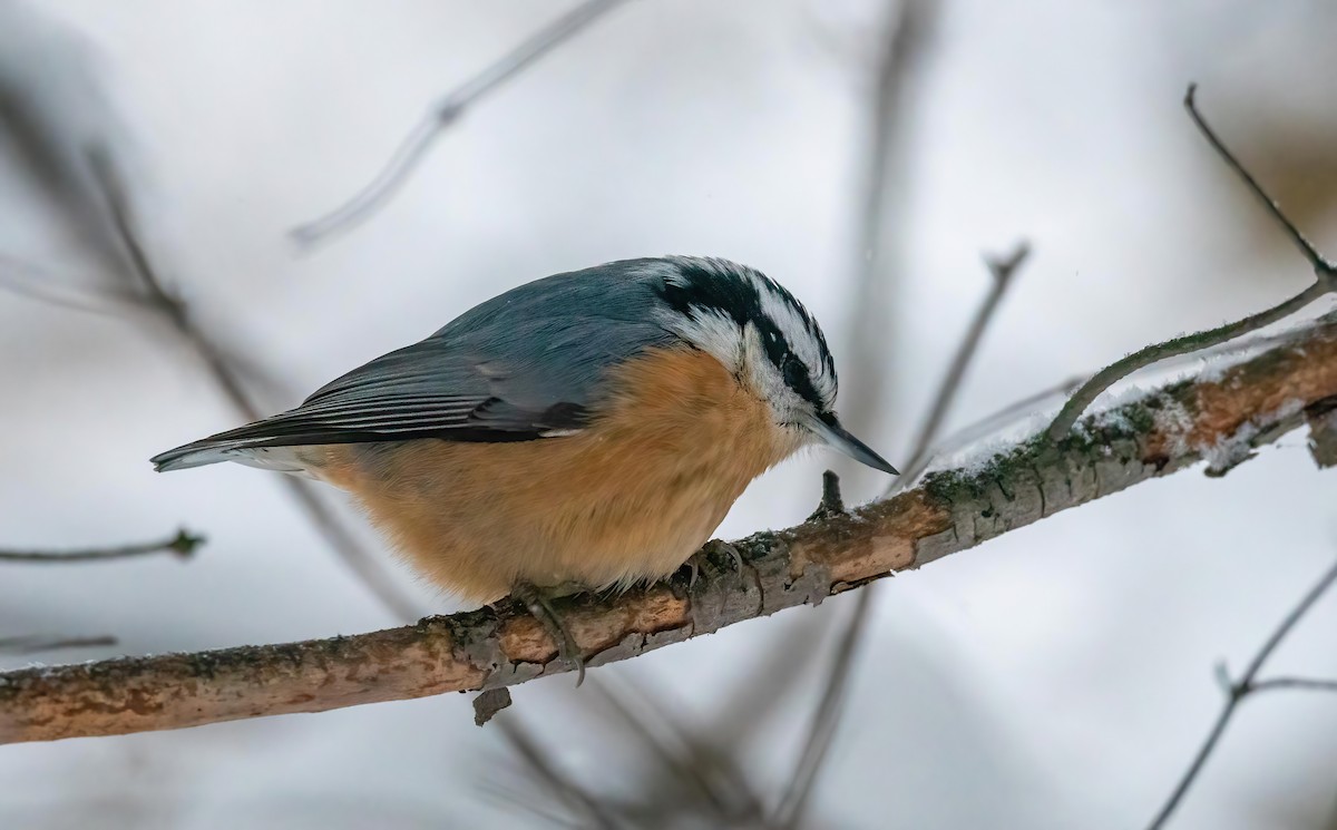 Red-breasted Nuthatch - ML628503695