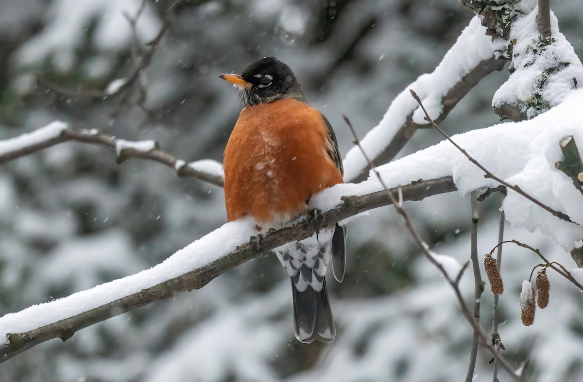 American Robin - ML628503702