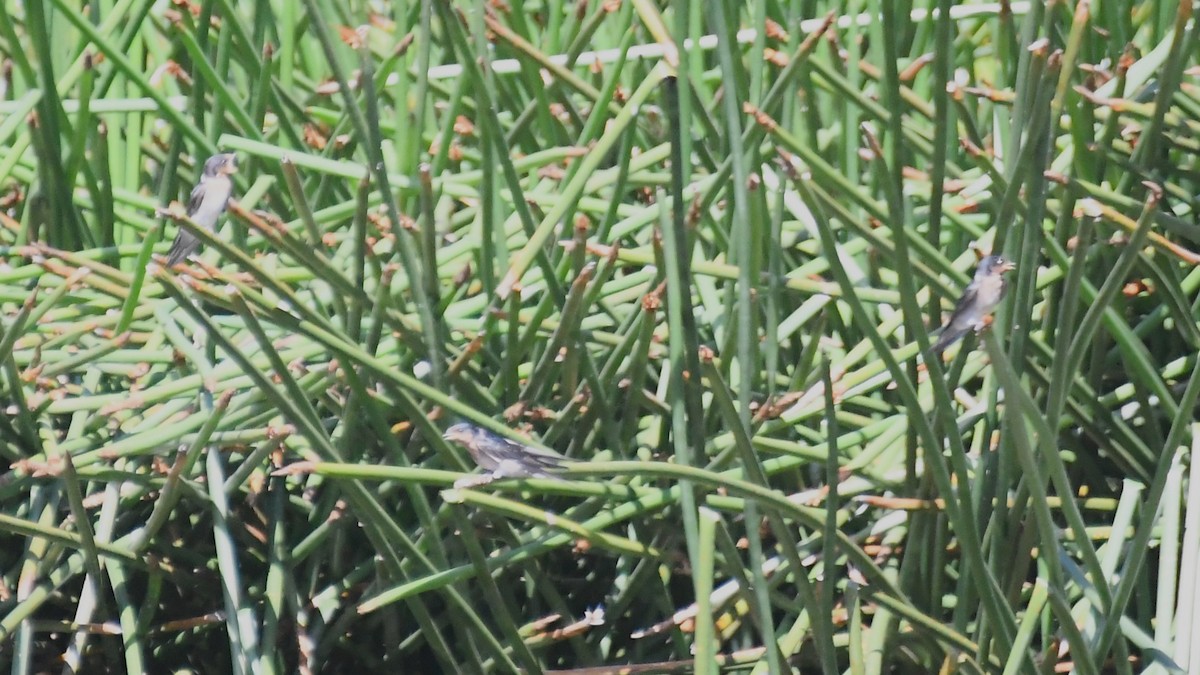 Welcome Swallow - ML628503710