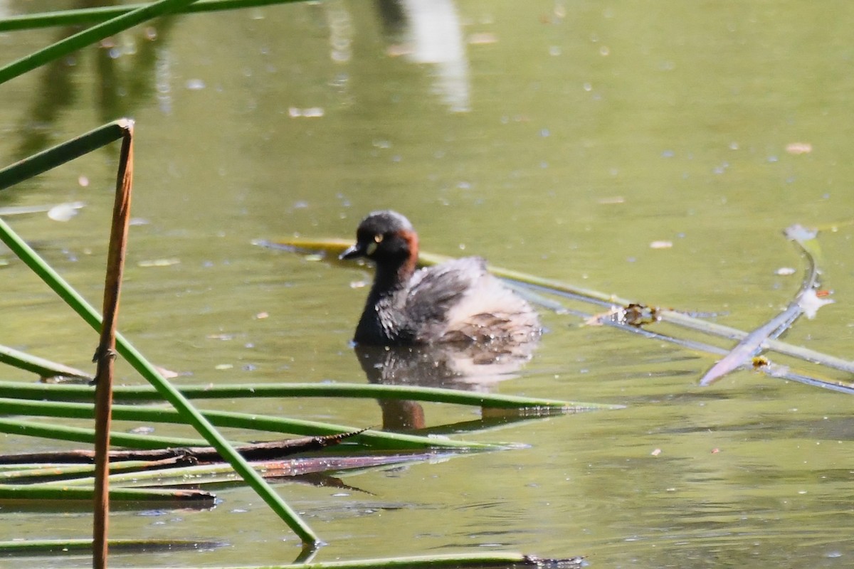 Australasian Grebe - ML628503758