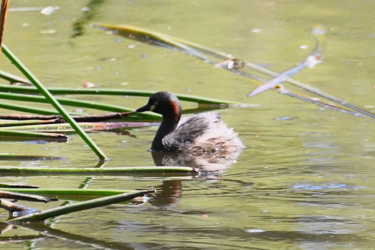 Australasian Grebe - ML628503765
