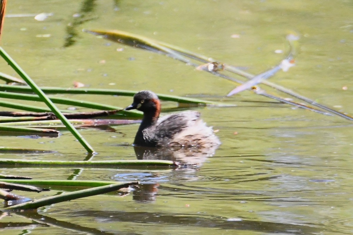Australasian Grebe - ML628503770