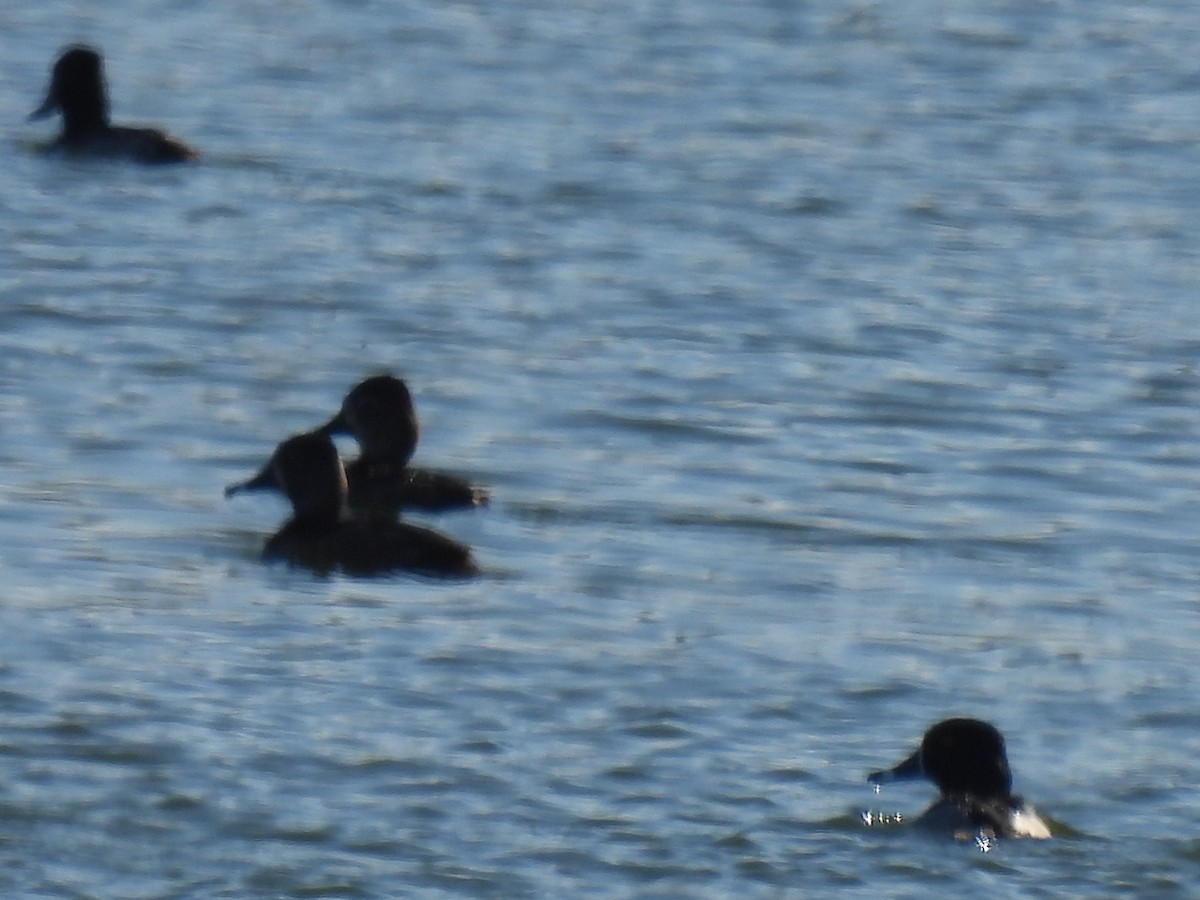 Ring-necked Duck - ML628503861