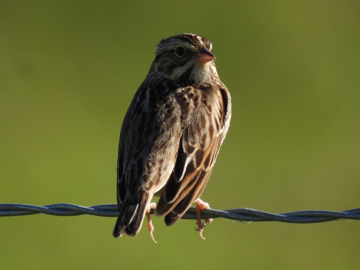 Savannah Sparrow - ML628503924