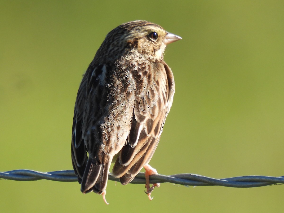 Savannah Sparrow - ML628503936