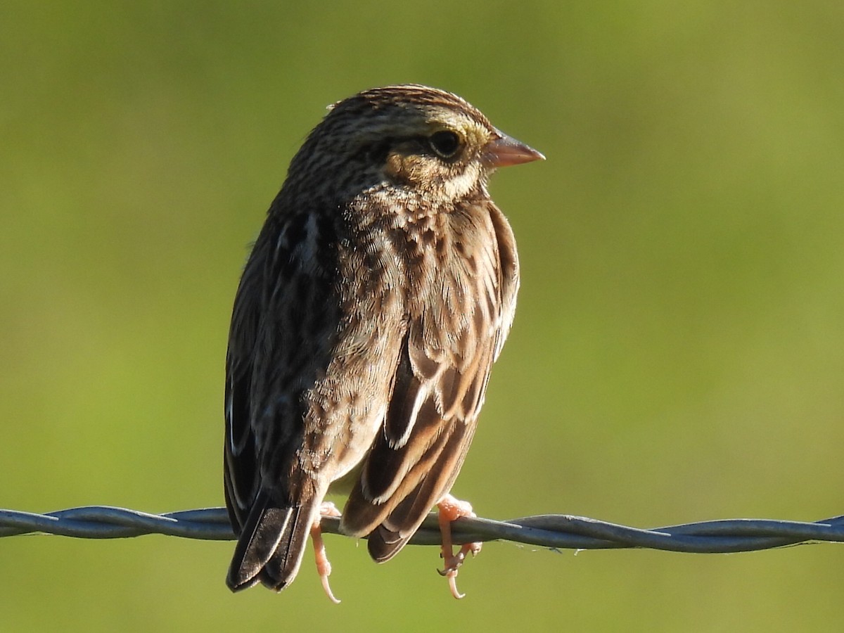 Savannah Sparrow - ML628503941